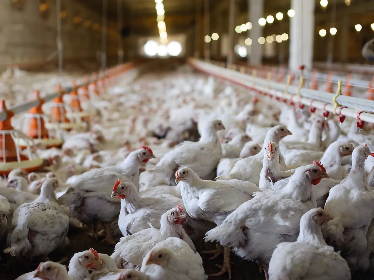 PAUL MATTHEW | Poultry protection must not become SA’s growth strategy