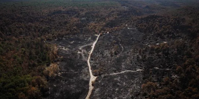 La forêt de Fontainebleau, en partie ravagée en juillet par le feu, rouvre partiellement au public samedi