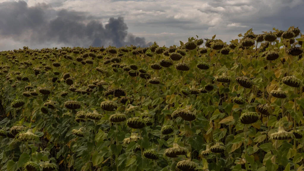 L'huile de tournesol d'Ukraine en difficulté sur le marché export