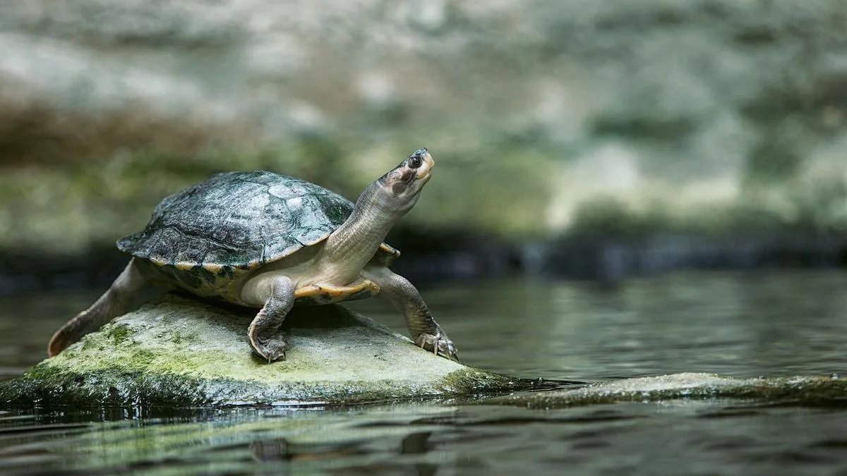 Speed limit reductions could be trialled on popular Cockburn roads to protect turtles from road mortality