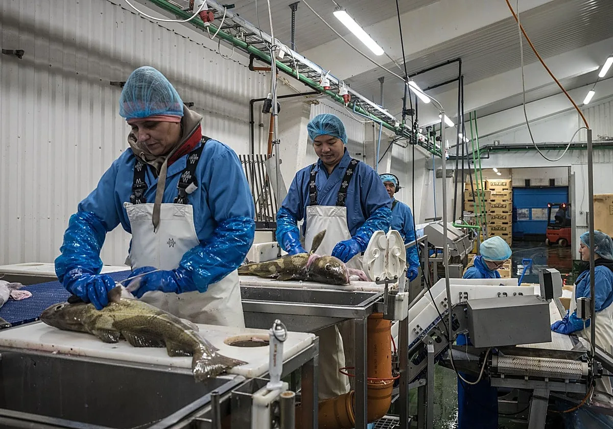 De las guerras del bacalao a las de la caballa: Islandia vuelve a dar la espalda a Europa
