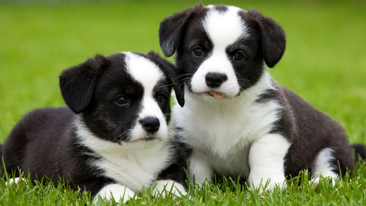 Entró en vigor: la Ley de Bienestar Animal prohíbe a los dueños particulares que sus mascotas tengan crías