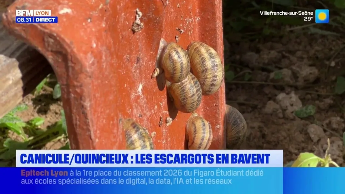 Canicule : les éleveurs d'escargots impactés par la chaleur à Quincieux