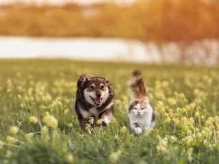 Entre le chat et le chien, qui est vraiment le plus intelligent ?
