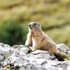 $OnlyMarms. Quando cripto e OnlyFans são tábua de salvação para o estudo de marmotas