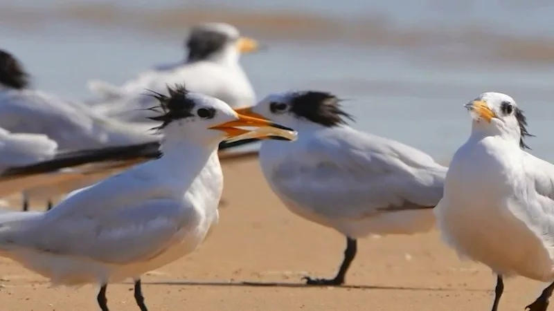 Second bird flu case confirmed in Sydney
