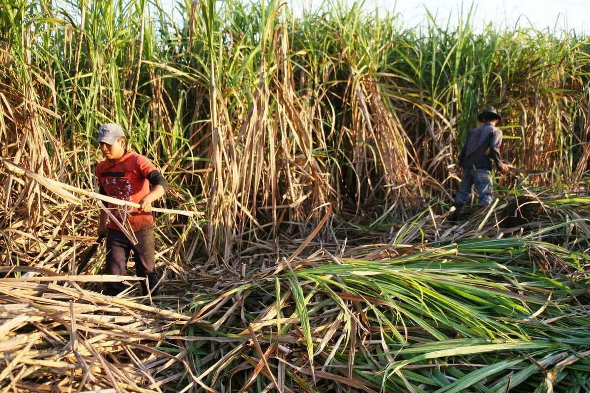 Importación pone en riesgo la zafra de caña de azúcar