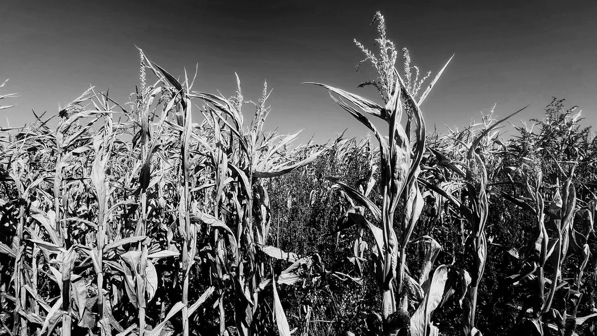 Ernteausfall: Trockenheit: Ist die komplette Ernte dahin?