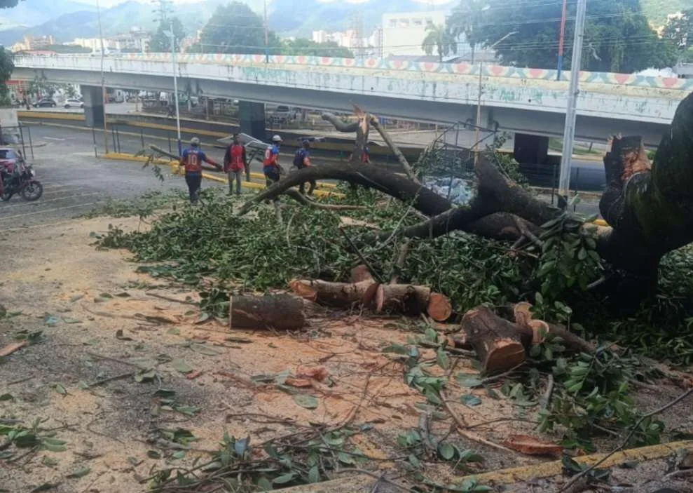 Anegaciones y árboles caídos por lluvias de este domingo en Carabobo