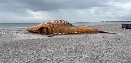 »Timmy«: Buckelwal-DNA-Daten laut Experten doch identisch