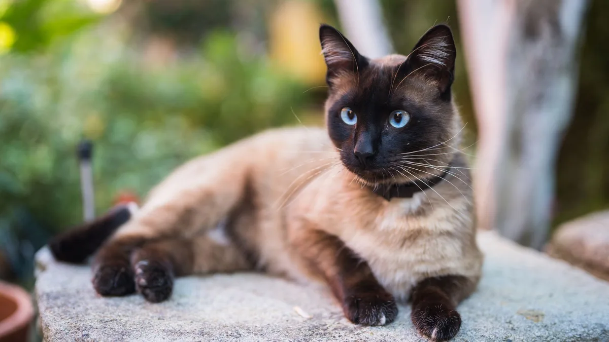 6 razas de gato con las que sí pueden convivir las personas alérgicas como Jennifer Aniston