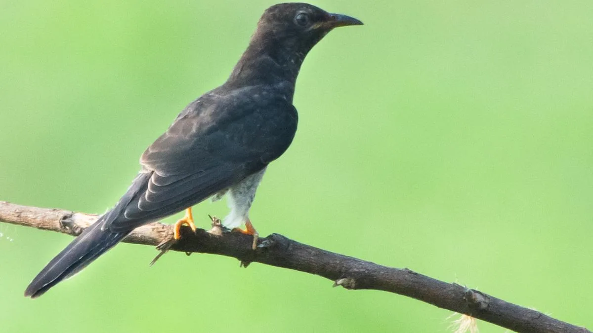 Winged visitors from afar return to Chennai’s wetlands as migratory season begins