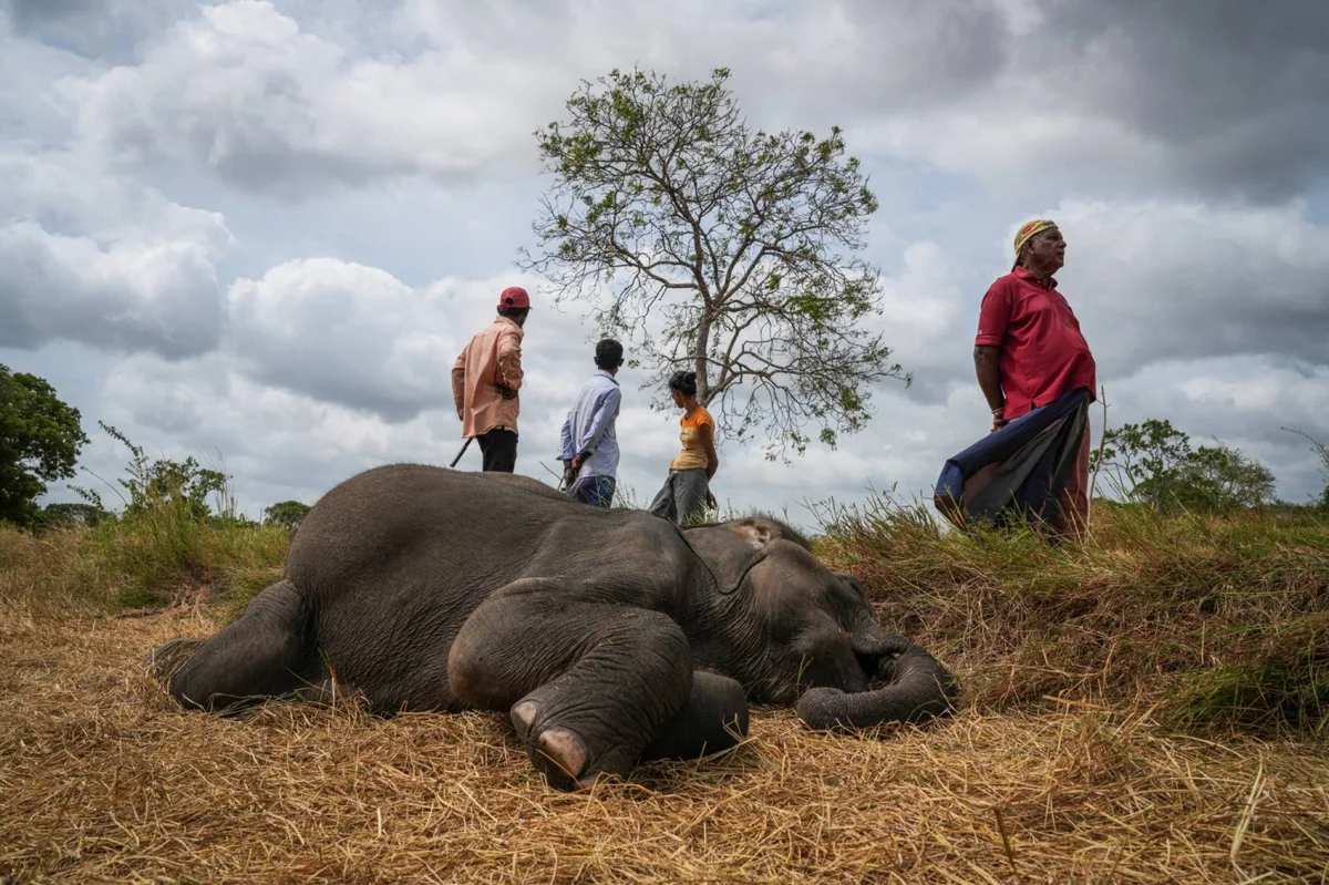 In Sri Lanka, human-elephant conflict takes deadly toll