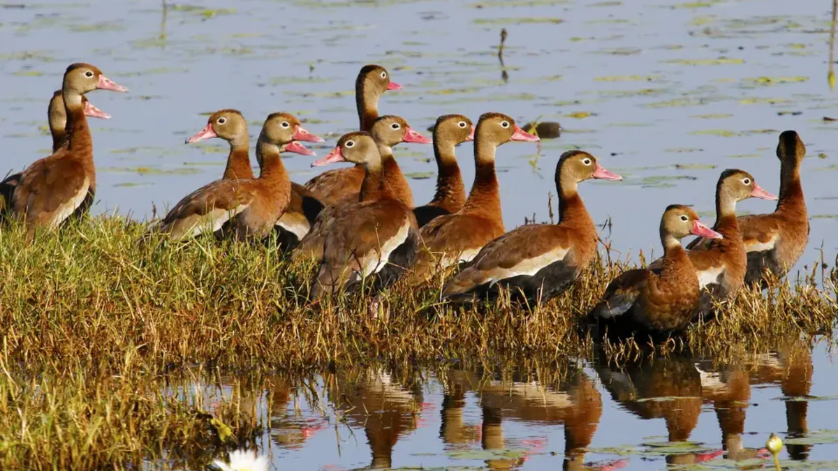 Black-bellied whistling ducks now breed in 90% of Texas counties