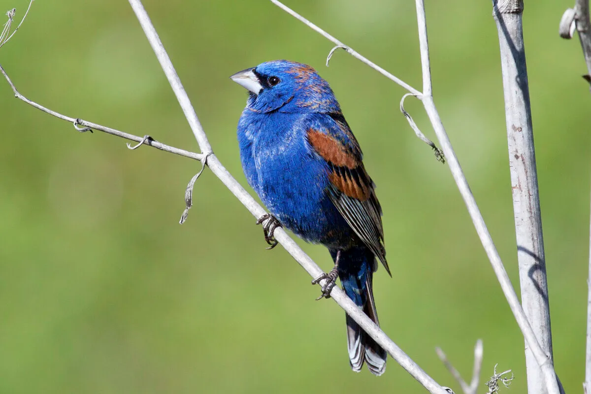 Dois passageiros chegaram a Miami com 21 aves escondidas na roupa