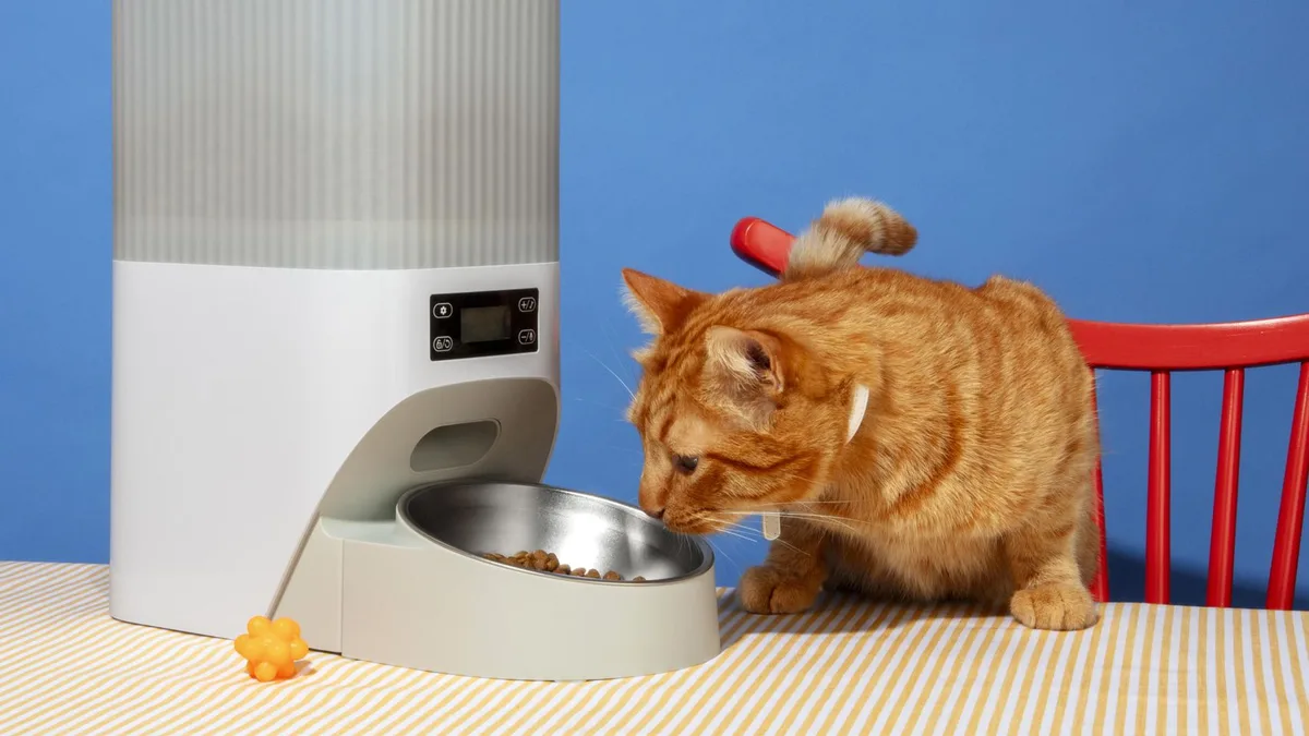 Los veterinarios coinciden: un comedero automático puede ayudar más a adelgazar a un gato que darle comidas a mano