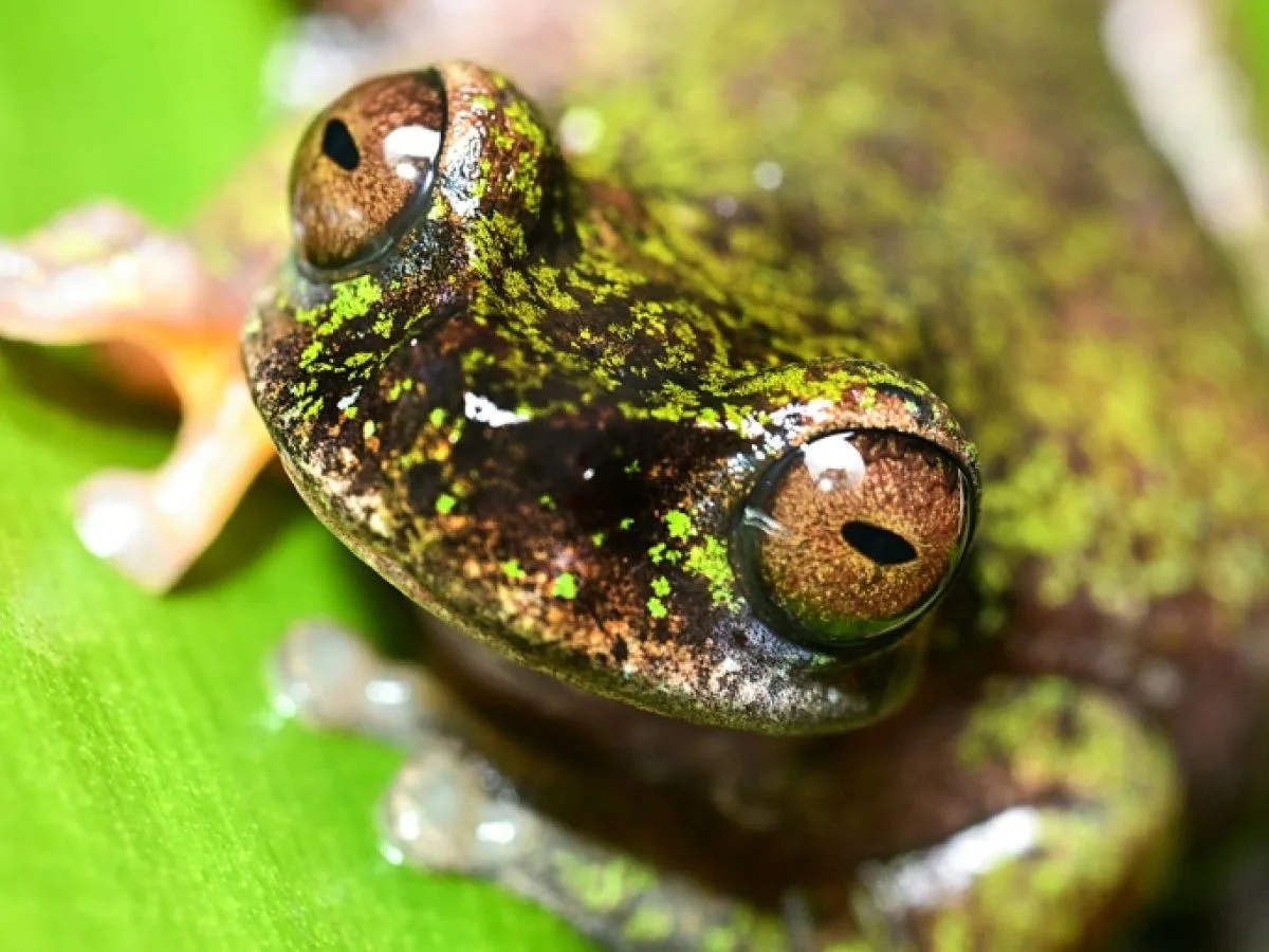Nouvelle espèce de grenouille découverte au Costa Rica