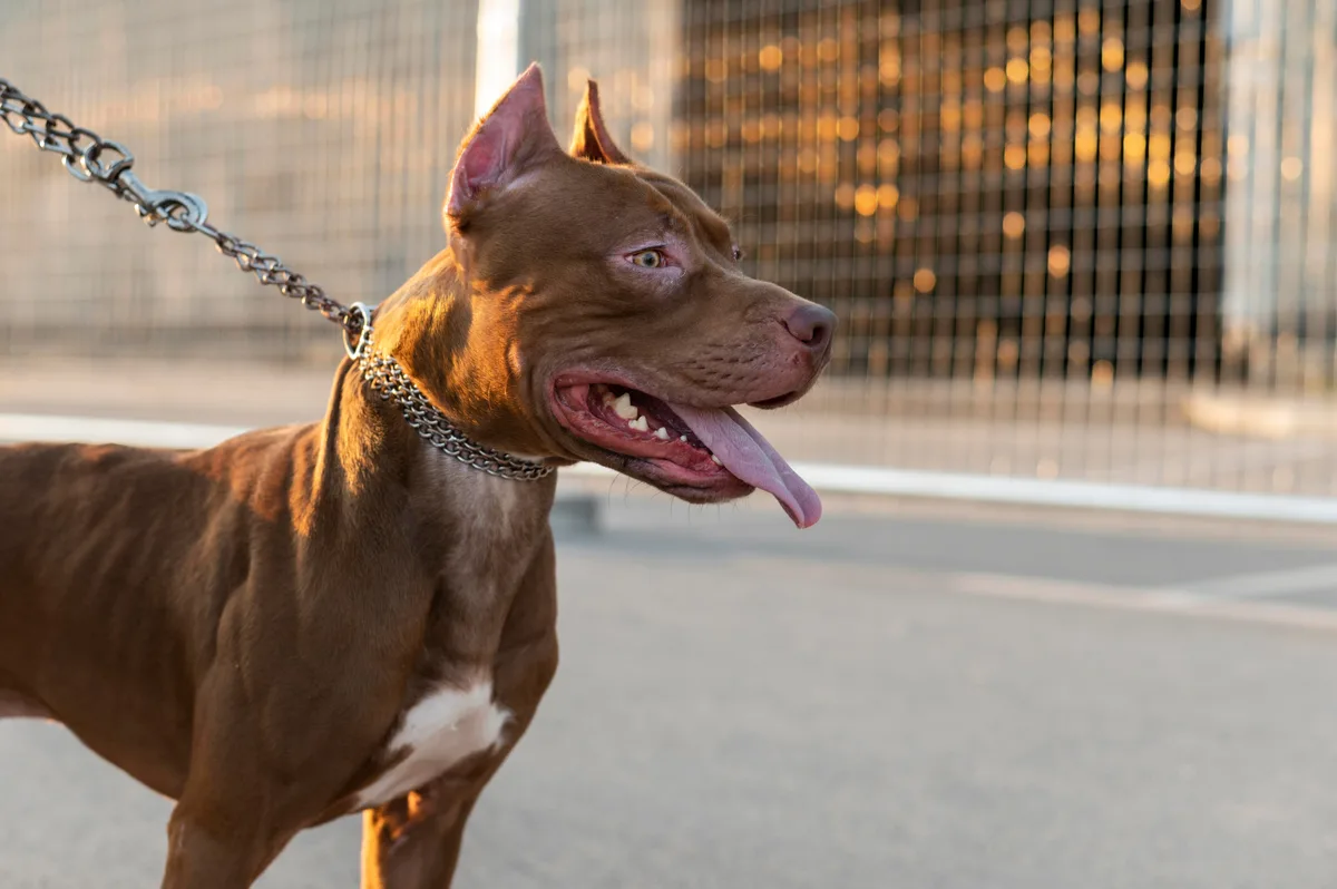 Un niño de 4 años murió tras ser atacado por un pitbull cuando estaba al cuidado de su madrina en Moreno