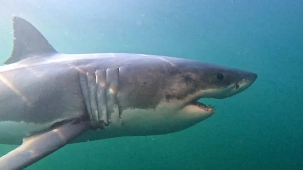 Does Nova Scotia need shark-detecting drones?