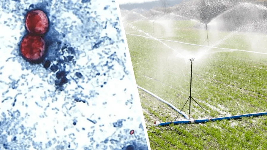 How many people actually have cyclosporiasis? Why it's so hard to track