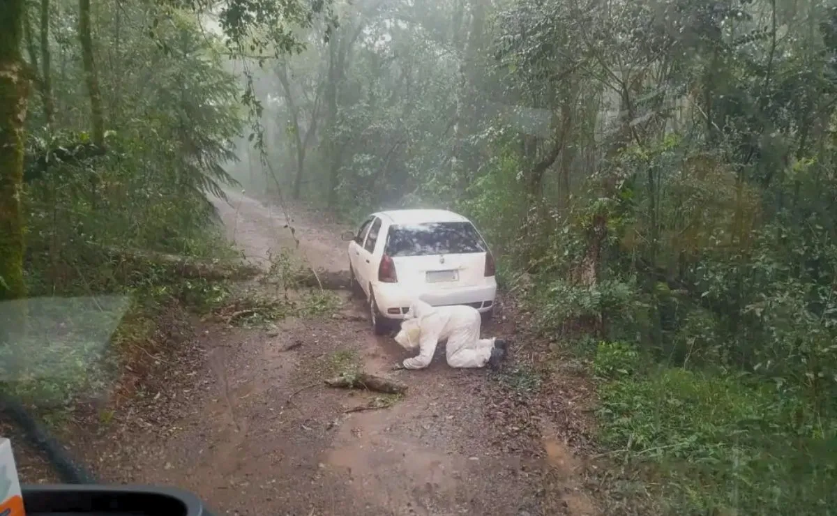 Motorista tenta passar por cima de árvore caída e passageiro alérgico é atacado por colmeia de abelhas no Paraná