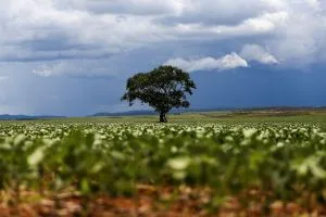 Estimativa de safra tem ajustes em soja e milho, mas está 2% acima do ano passado