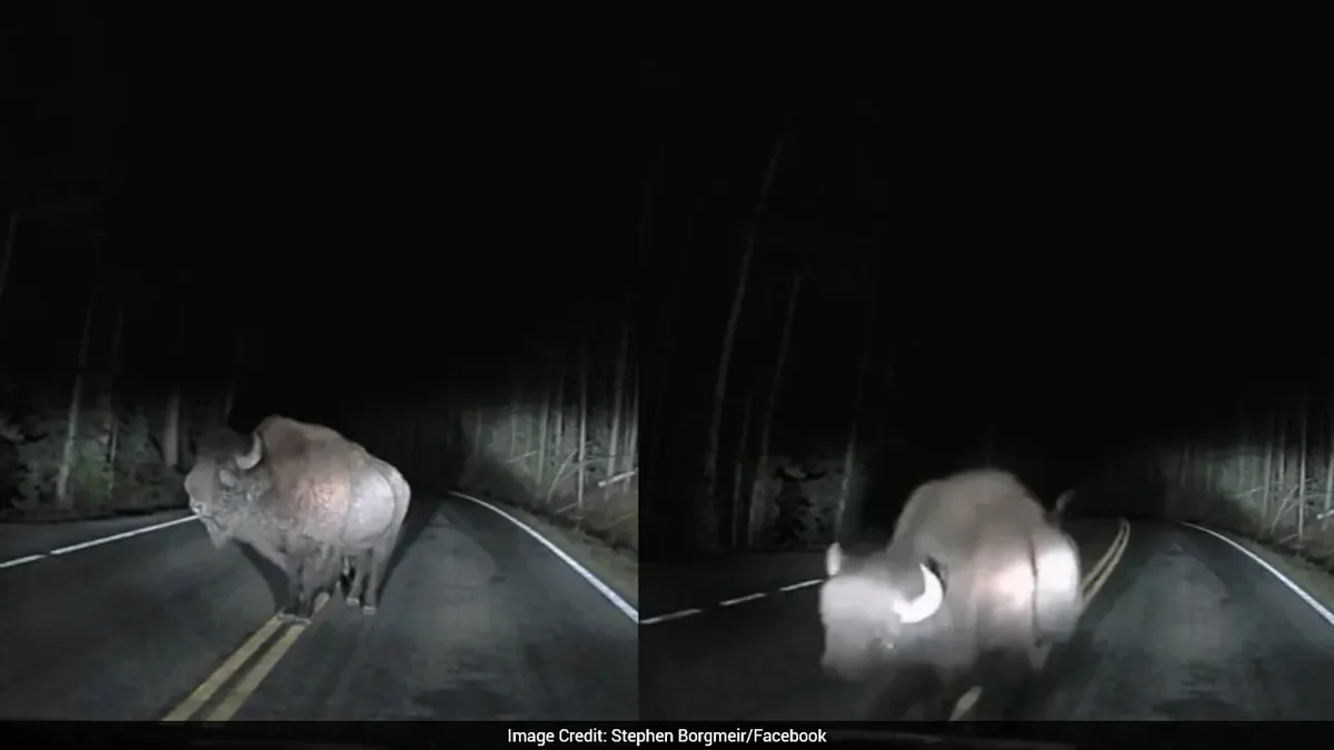 Angry Bison Charges At Truck In US Park, Dashcam Captures Close Encounter