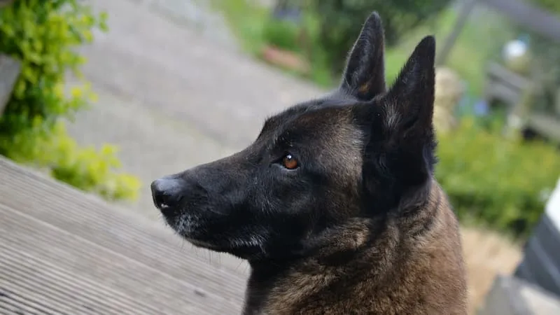 Un homme condamné à 9 mois de prison avec sursis pour avoir poignardé un chien à neuf reprises à Metz