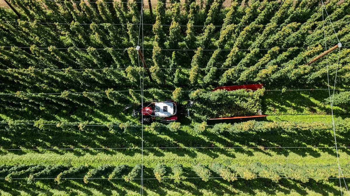 Landwirtschaft: Sinkender Bierkonsum und Hitze: Hopfenpflanzer in Dauerkrise