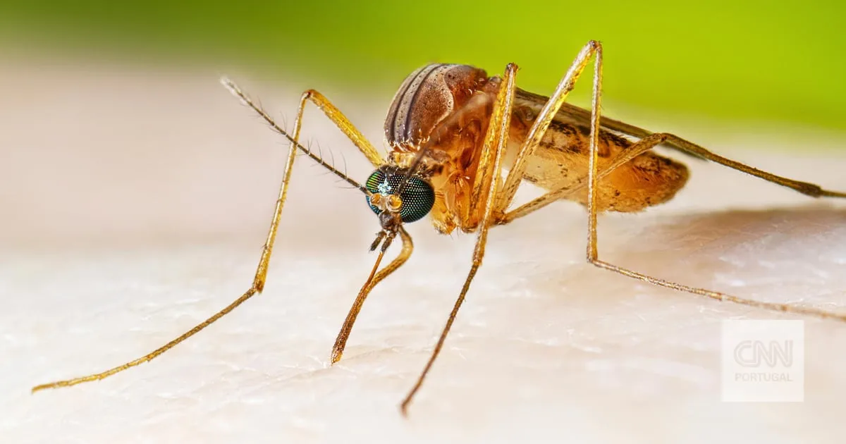 Vírus do Nilo Ocidental faz soar alertas em 15 países europeus após dezenas de mortes. Portugal não tem qualquer caso