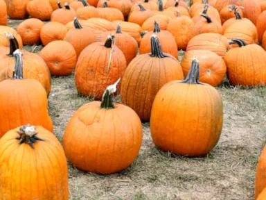 WATCH: Will your Halloween gourds cost more this year?