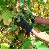 A crescer, em contraciclo, vinhos do Alentejo querem mais do que duplicar exportações até 2031