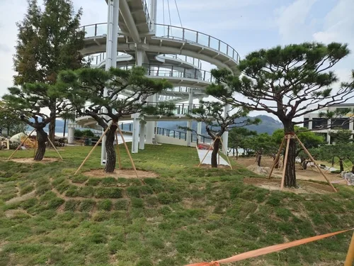 아산시, 삼성전자 지원 소나무 40그루 공원 등에 이식
