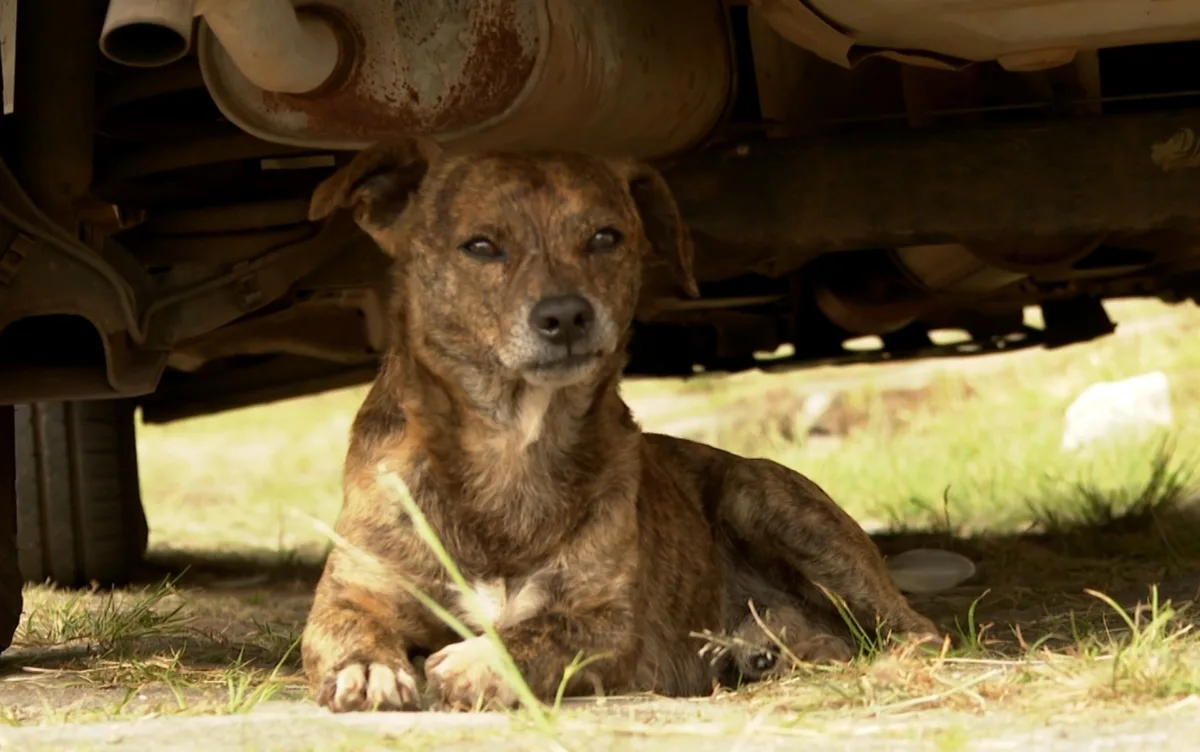 Vacina contra raiva para cães e gatos é oferecida de graça em 20 postos da cidade de SP; confira endereços