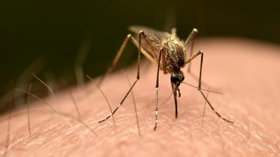 Third person dies after mosquito is reportedly trapped on plane to Germany in 'airport malaria' phenomenon