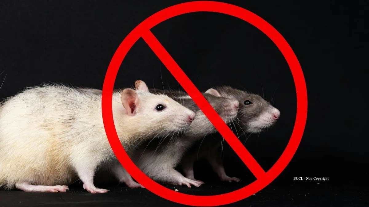New Zealand removes rats from island, sparking dramatic saddleback recovery