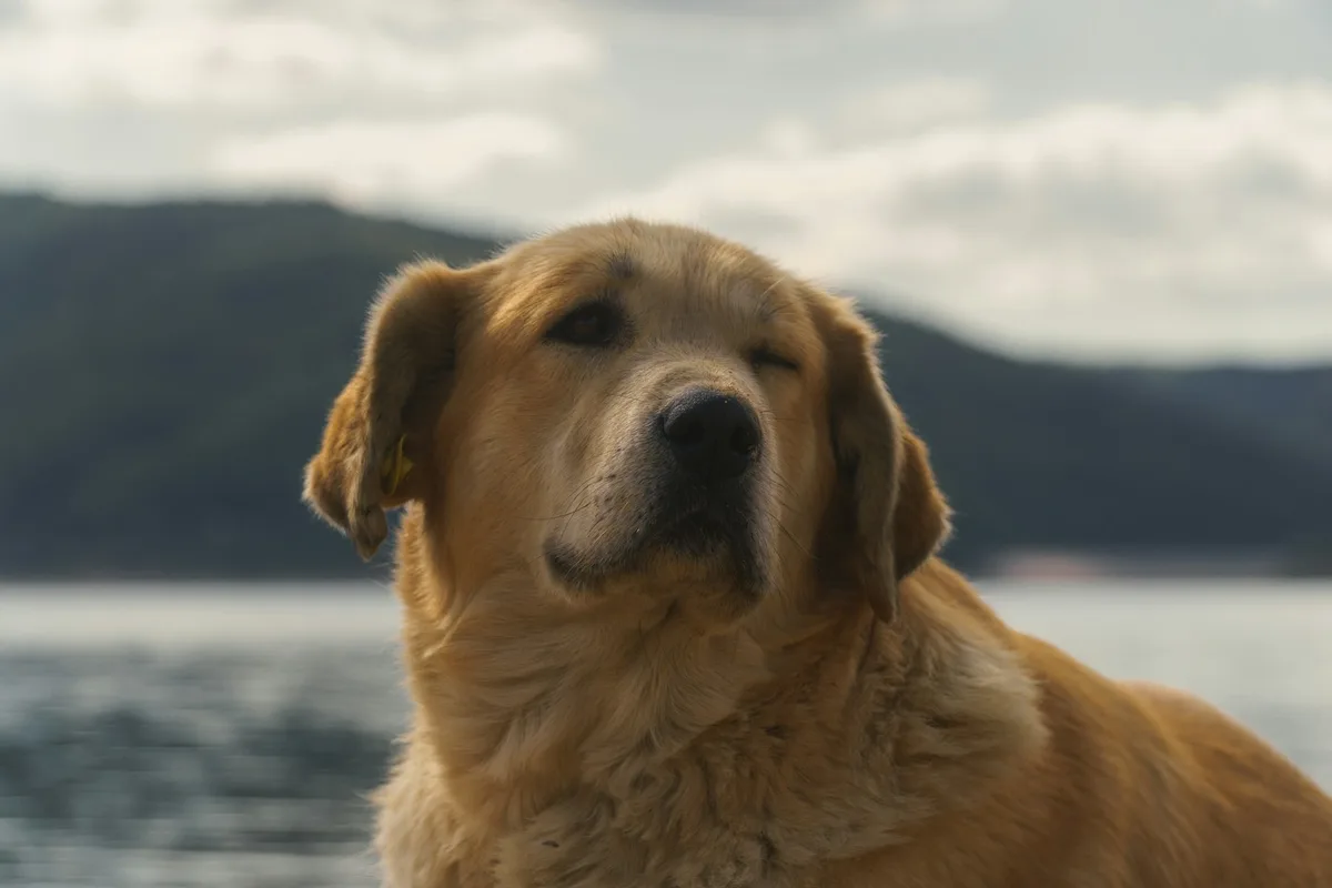 Cachorros podem usar piscadas como forma de se comunicar, sugere estudo
