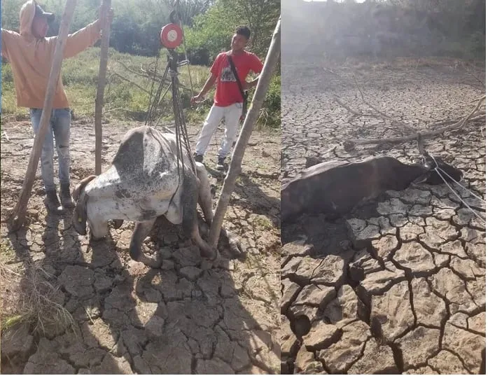La sequía ha dejado 17.338 animales muertos y 1,76 millones de hectáreas afectadas en el Caribe colombiano