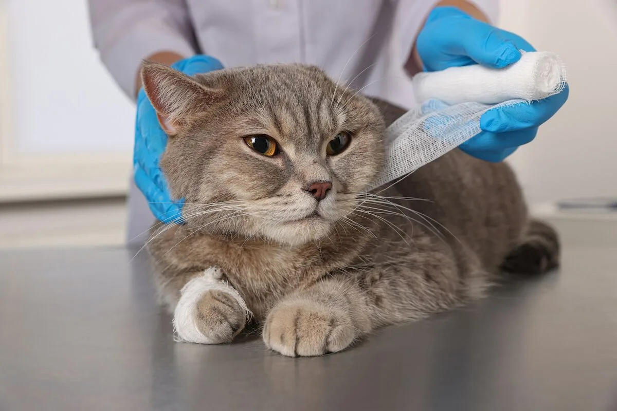 Um mistério com 100 anos no rim dos gatos pode estar relacionado com a comunicação olfativa