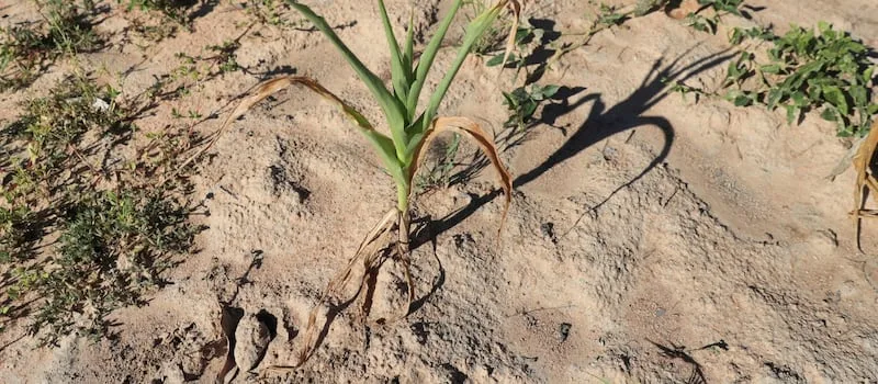 EXPLAINER | What is a ‘super El Niño’ and how will it affect the weather?