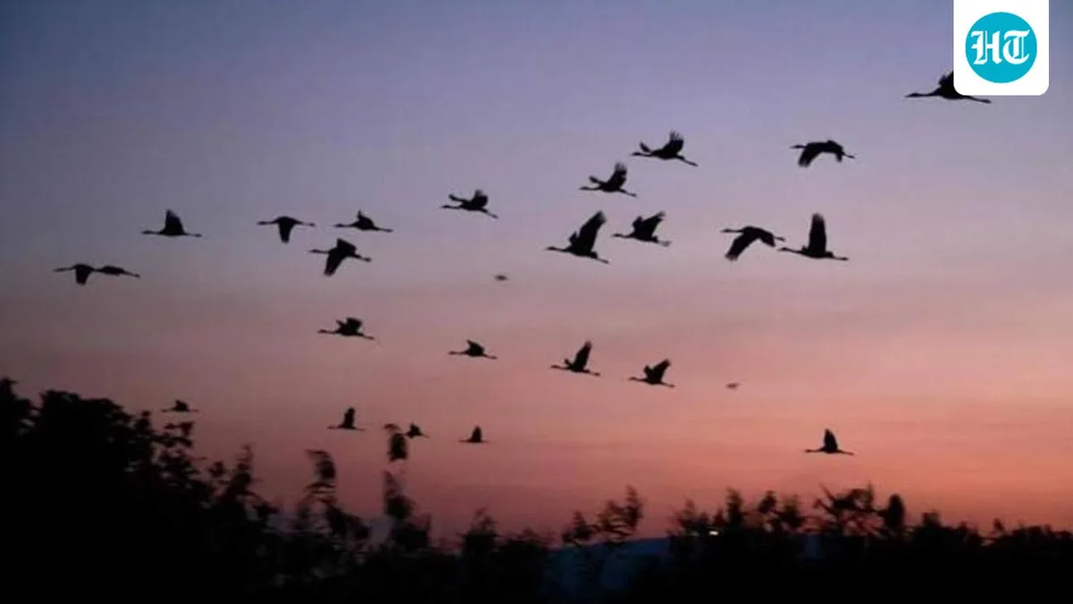 Study maps 60,000 sq km high-density corridor in India for endangered Lesser Florican