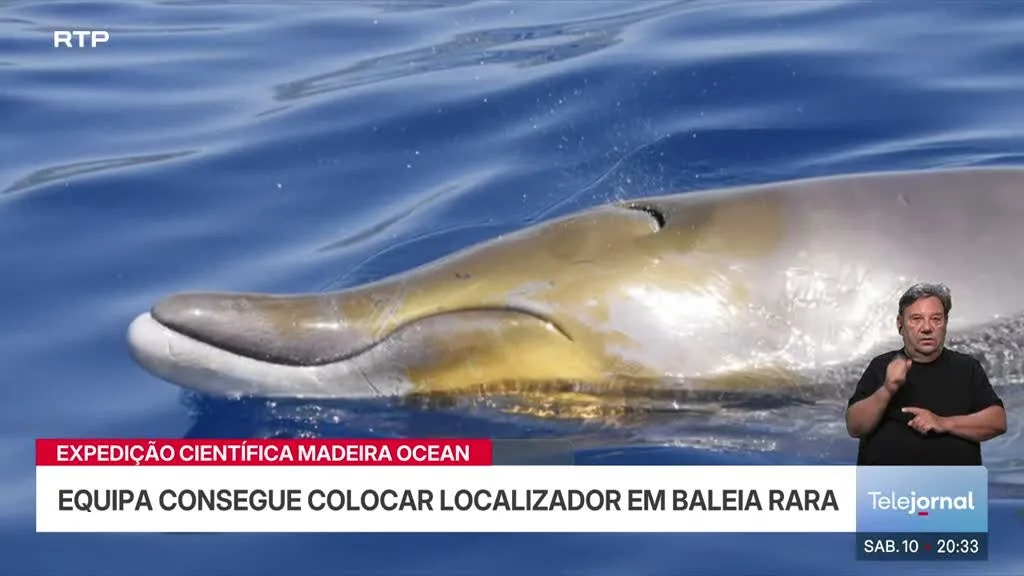 Ecossistemas marinhos da Madeira analisados numa das maiores expedições científicas em Portugal