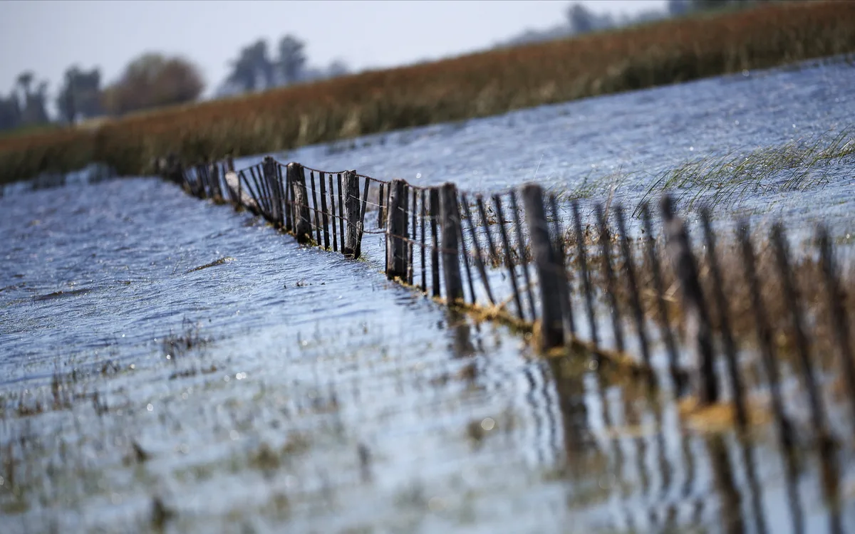 Soja “táctica” y “fusariosis” en el trigo: nuevas palabras y problemas del campo ante el fenómeno de El Niño