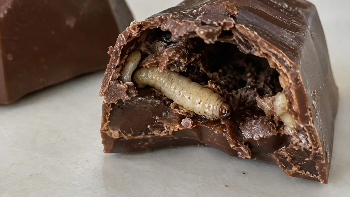 Família começa a comer chocolate, encontra larva viva e ganha indenização de R$ 8 mil de fabricante em SC