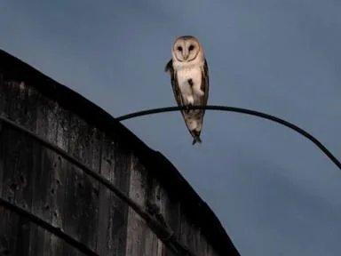 A rare family of barn owls moved into Manhattan. New Yorkers are captivated