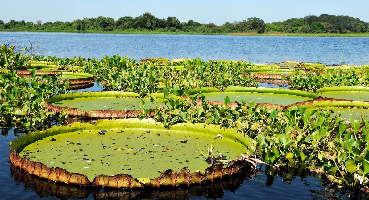 Ação judicial pede R$ 1 milhão por omissão na gestão das águas do Pantanal