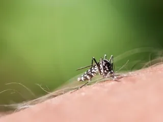 « On ne sort plus sur la terrasse » : le moustique tigre gâche la vie de ses habitants, comment cette ville le chasse
