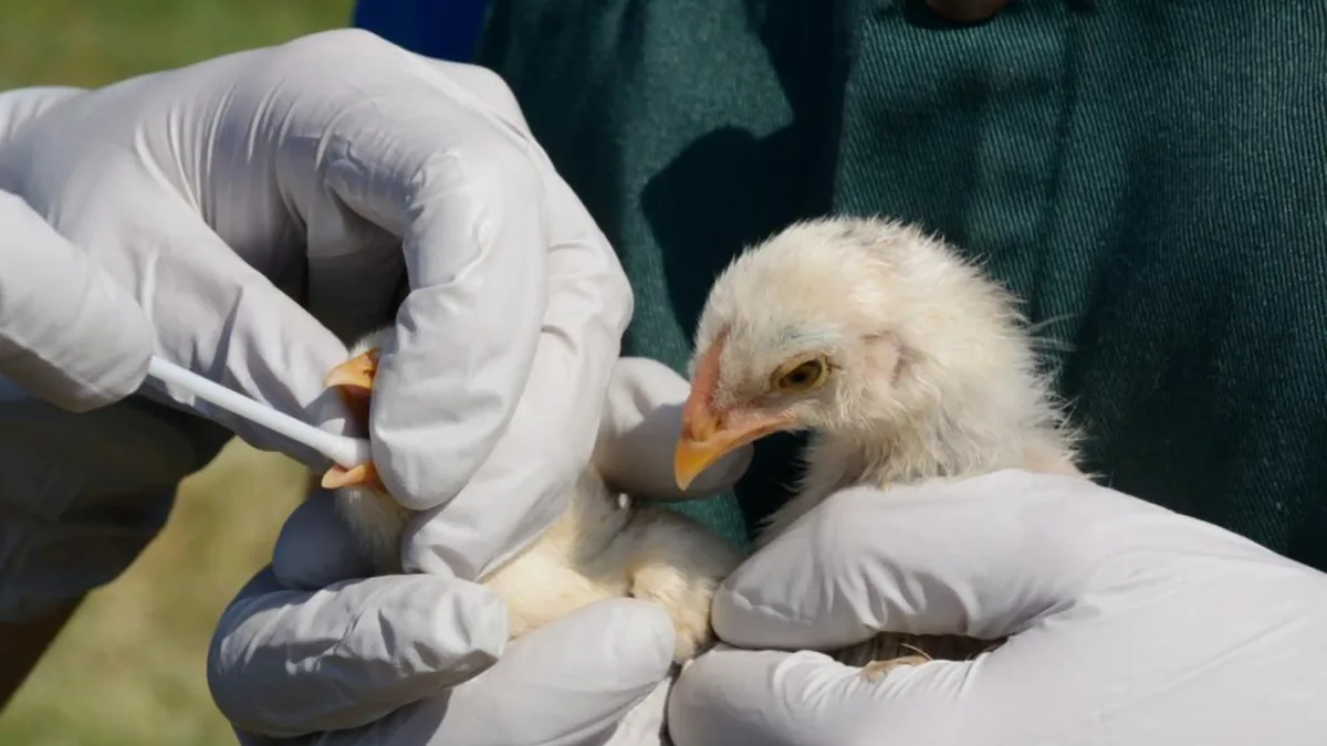 In 2022, bird flu caused an entire Sandwich tern colony in England to be abandoned