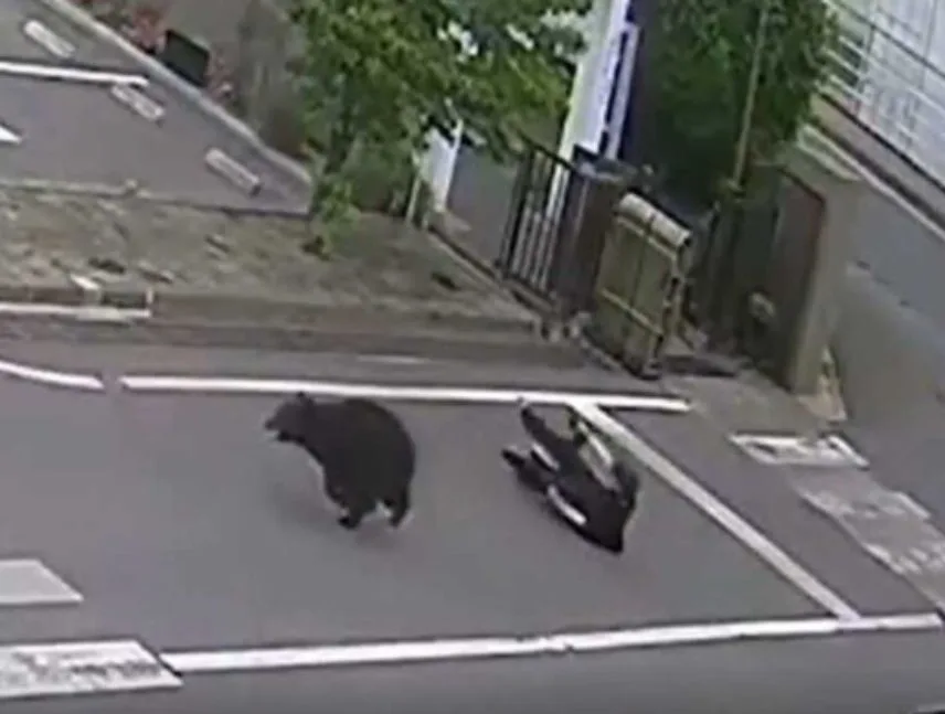 Oso atacó a turista en Japón