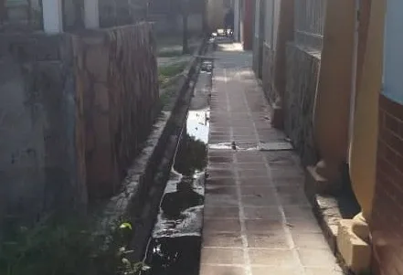Aguas servidas provocan proliferación de roedores, gusanos y caracoles en La Isabelica